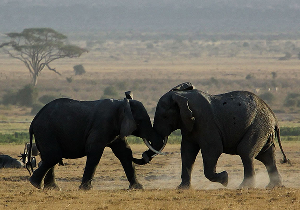 10-days-kenya-safari-and-rwanda-gorillas