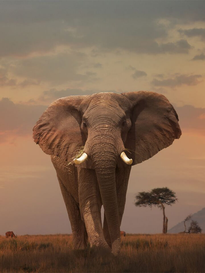 Luxury African Safaris