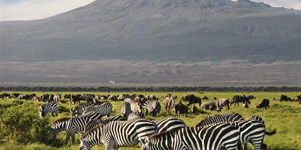 10-days-kenya-safari-and-rwanda-gorillas-7