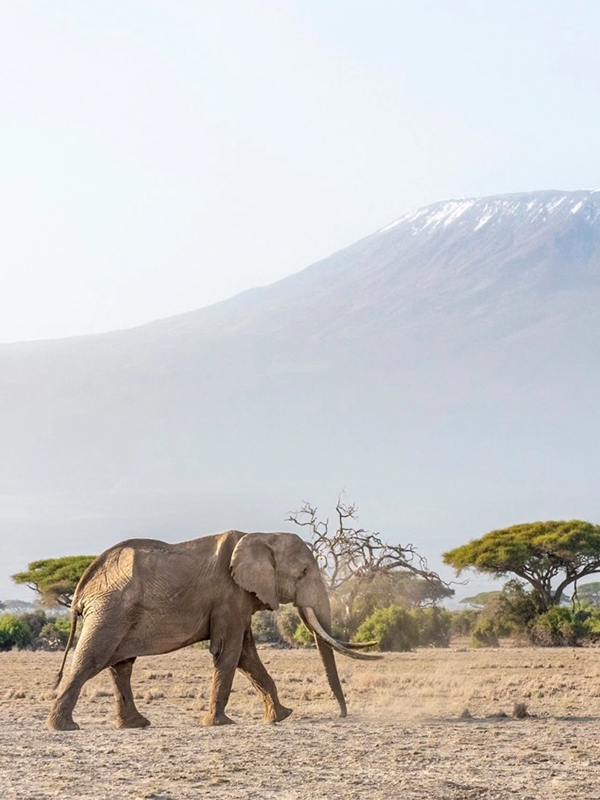 7-days-elephant-track-and-wildebeest-migration-1