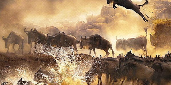 7-days-elephant-track-and-wildebeest-migration-5