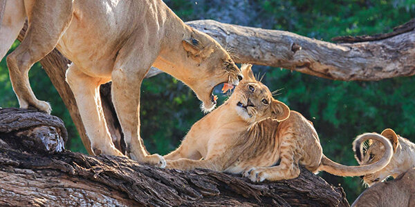 7-days-highlight-kenya-safari-3