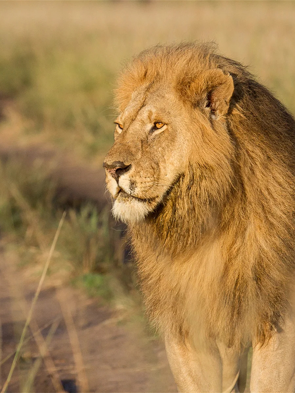 8-days-kenya-safari-1