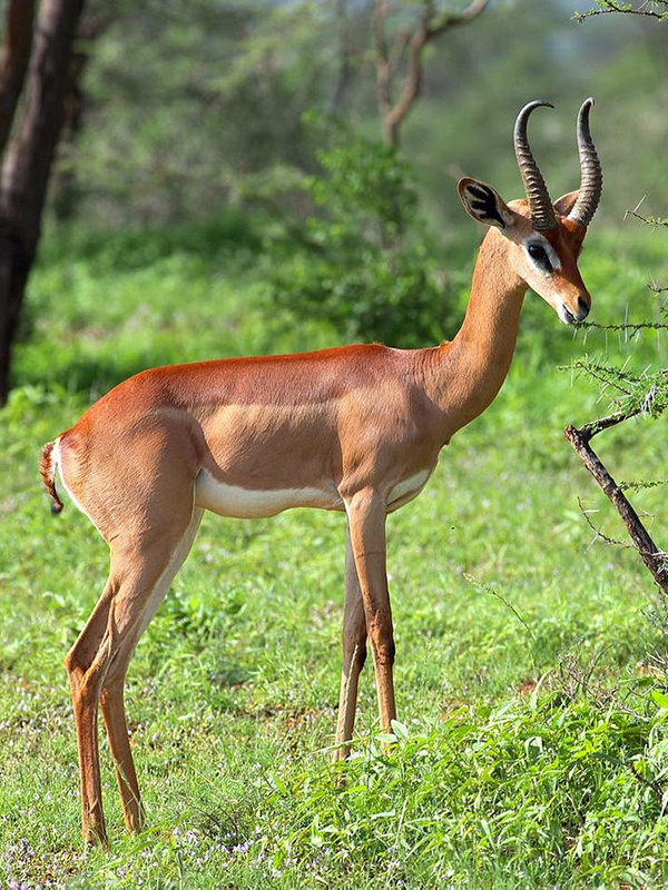 northern-circuit-safari-8-days-1