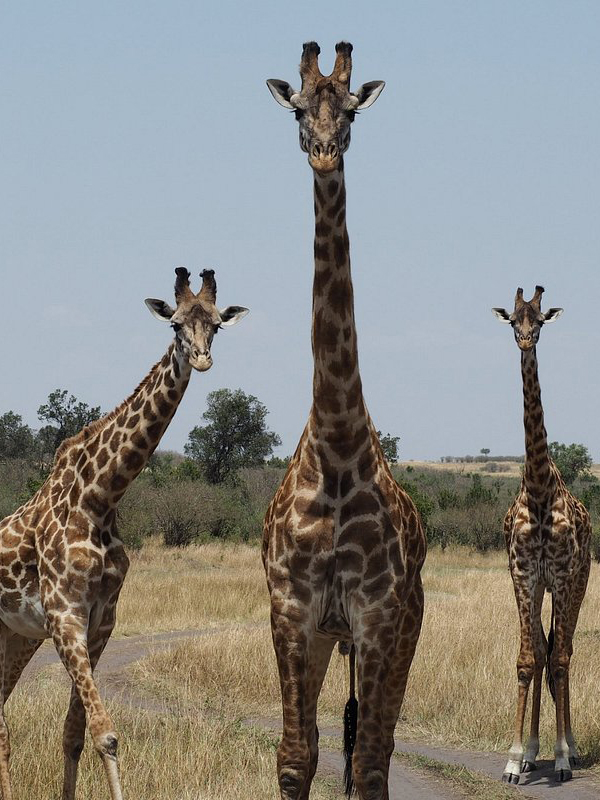 southern-circuit-by-road-safari-10-days-1