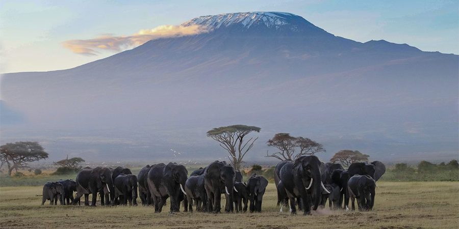the-view-of-mount-kilimanjaro-a-magical-kenyan-safari